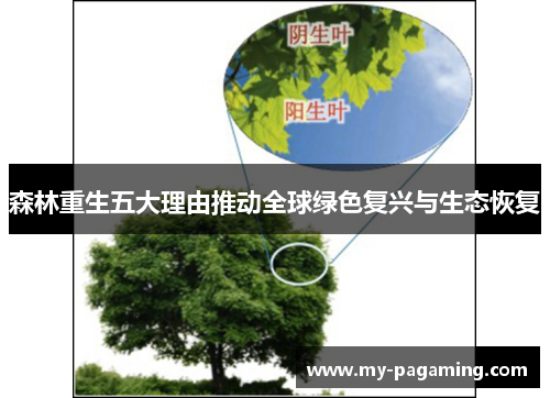 森林重生五大理由推动全球绿色复兴与生态恢复 森林重生五大理由推动全球绿色复兴与生态恢复
